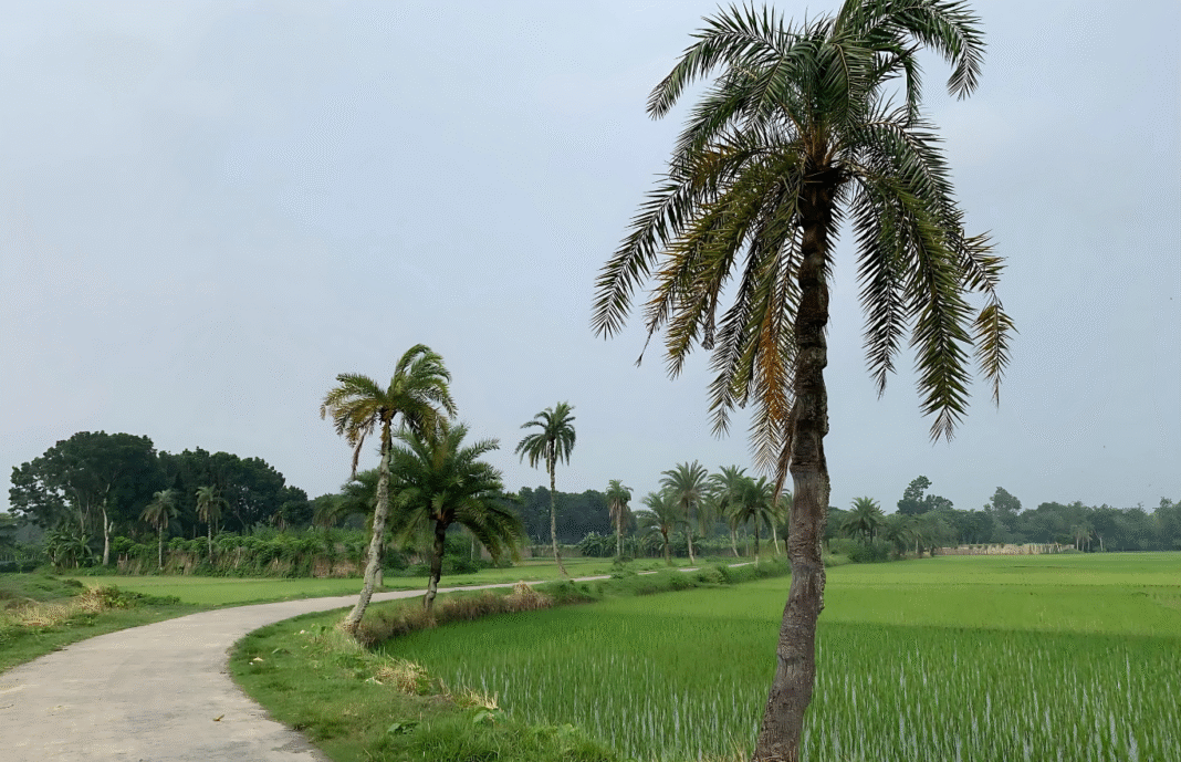 মাঠের বুক চিরে আঁকাবাঁকা পথের গল্প — চৌগাছার রামভদ্রপুরের সৌন্দর্যের খোঁজে