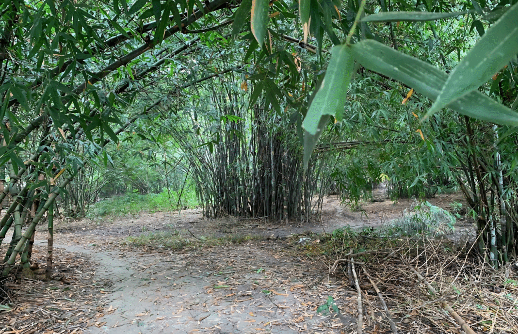 বাঁশ-বাগানের রহস্যময় রাত: চাঁদের আলোতে গ্রামের জীবন ও ভয়াবহ কল্পনা