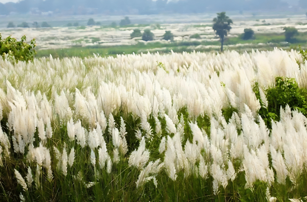 শরতের সাজে প্রকৃতির রূপ, কাশফুল, শিউলি আর জ্যোৎস্নার মায়া