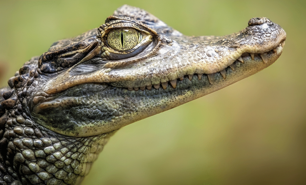 কুমির কি অমর? জৈব বার্ধক্য ও দীর্ঘায়ু জীবনের রহস্য উন্মোচন