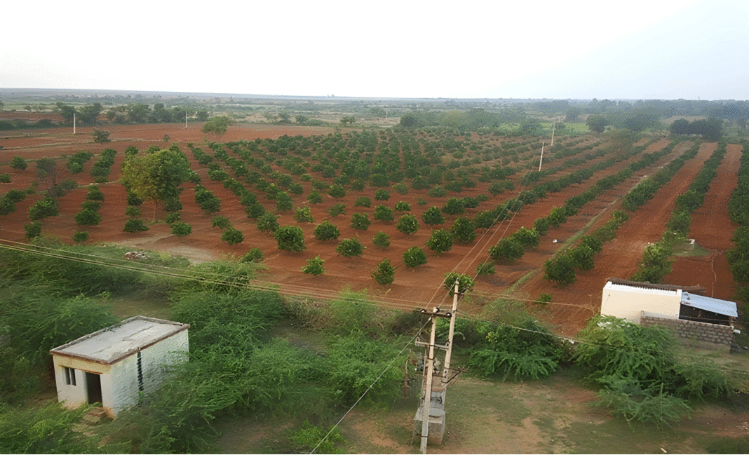 পাতিলেবু চাষে বিশ্ববাজার জয়: ওড়িশার কৃষকদের নবজাগরণ