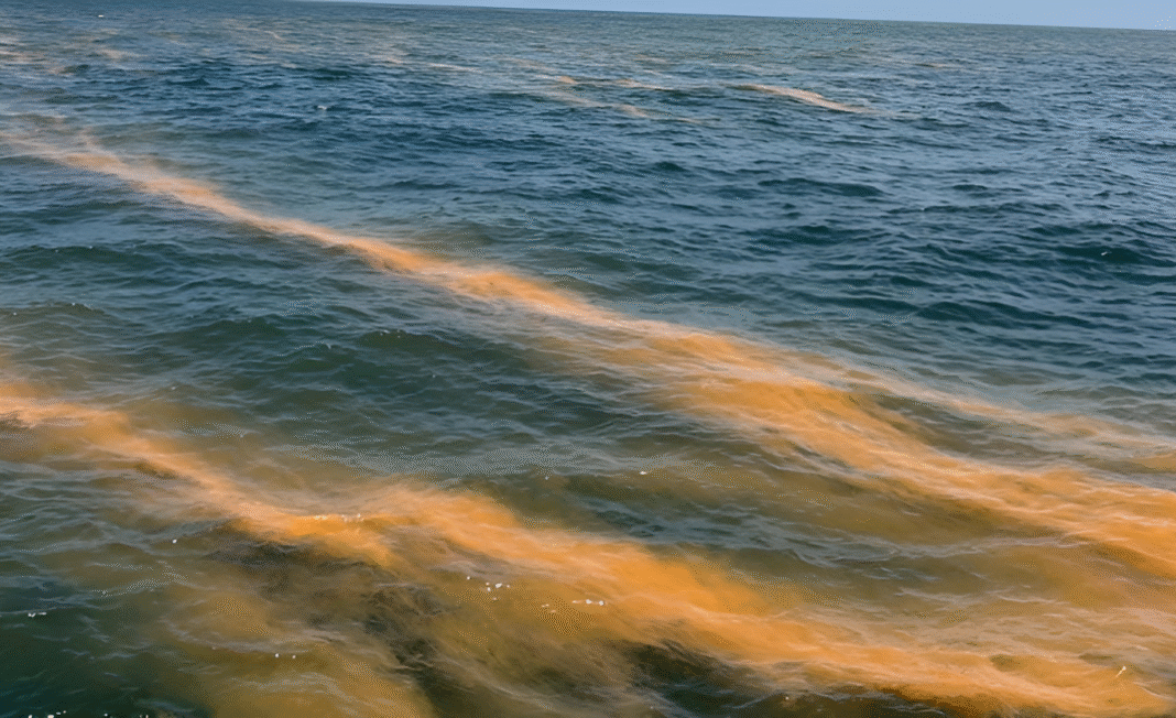 সমুদ্রের লাল ঢেউ: প্রকৃতির অশনিসংকেত নাকি বৈজ্ঞানিক রহস্য?