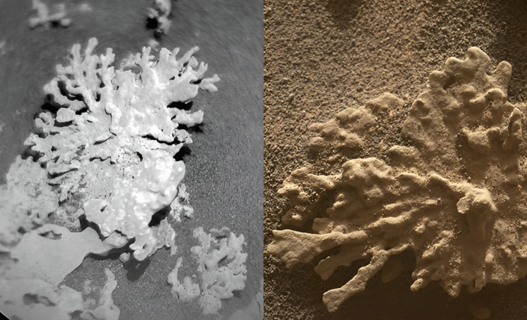 মঙ্গলের পাথরে প্রবালের ছাপ! নাসার কিউরিওসিটির আশ্চর্য আবিষ্কারে চমকে উঠলেন বিজ্ঞানীরা