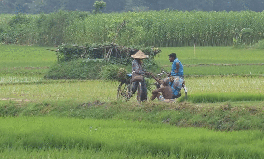 মাঠে গল্প গুজব: বাংলার কৃষকের আত্মিক মিলনের ঐতিহ্য