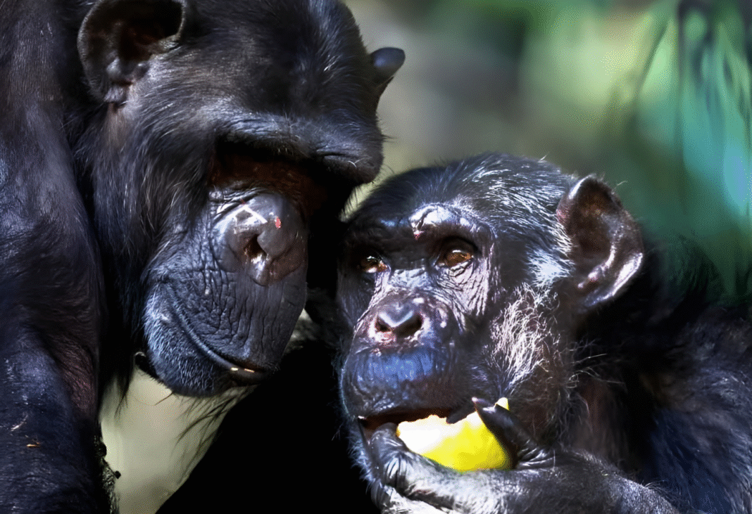 মানুষের মদ হজম করার ক্ষমতা: শিম্পাঞ্জি ও গরিলাদের কাছ থেকে পাওয়া এক প্রাচীন উত্তরাধিকার