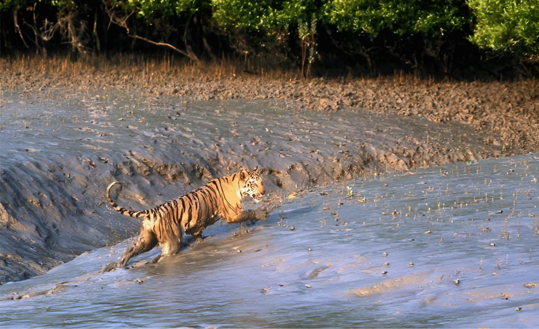 সুন্দরবন মানে কি শুধু বাঘ? কুমিরমারীতে দু’দিনের নিখাদ গ্রাম-জীবনের অসাধারণ অভিজ্ঞতা