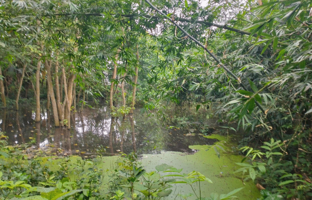 যশোরের শার্শা উপজেলার সীমান্তঘেঁষা শালকোনা গ্রাম: বর্ষায় এক কবিতার ক্যানভাস