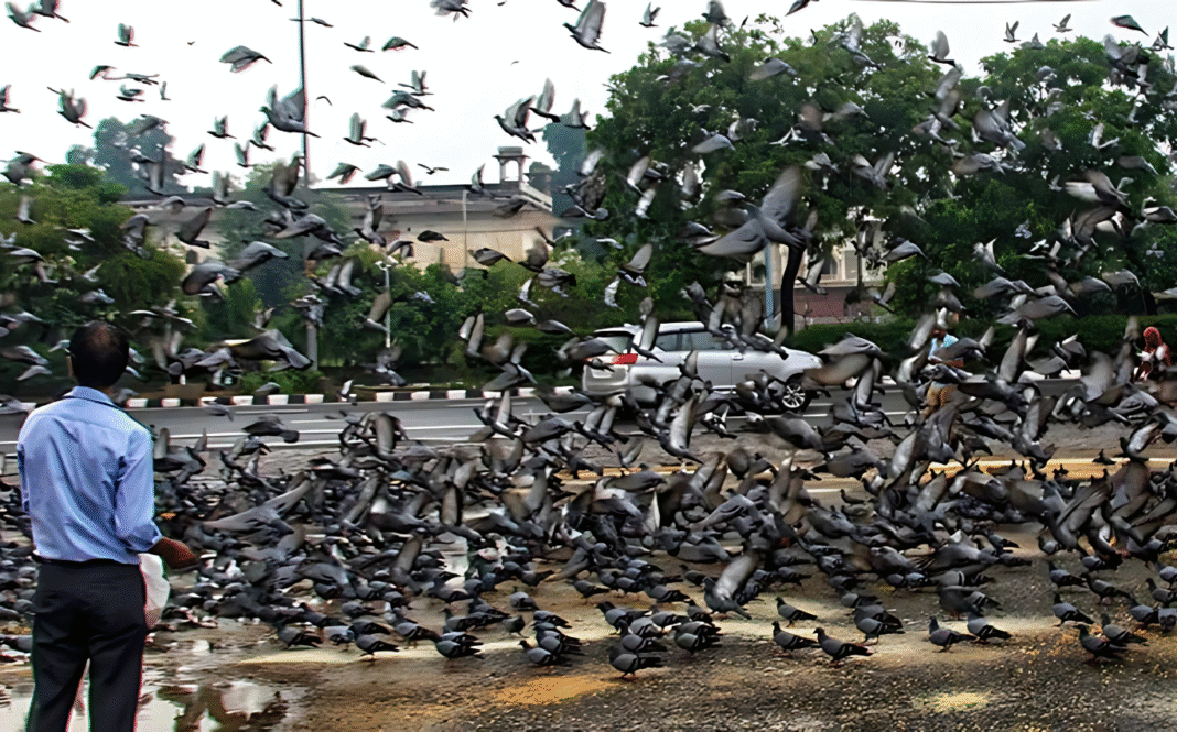 পায়রাদের পেট ভরাতে গিয়ে আইনের বাইরে: মুম্বইয়ে এক ব্যক্তির বিরুদ্ধে এফআইআর, চলছে তল্লাশি