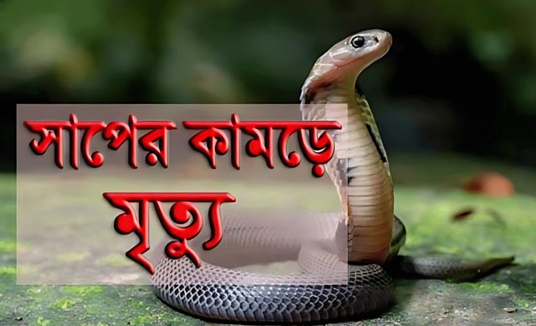 যশোরে সাপের কামড়ে গৃহবধূর মৃত্যু: অ্যান্টিভেনম সংকটে বাড়ছে ঝুঁকি