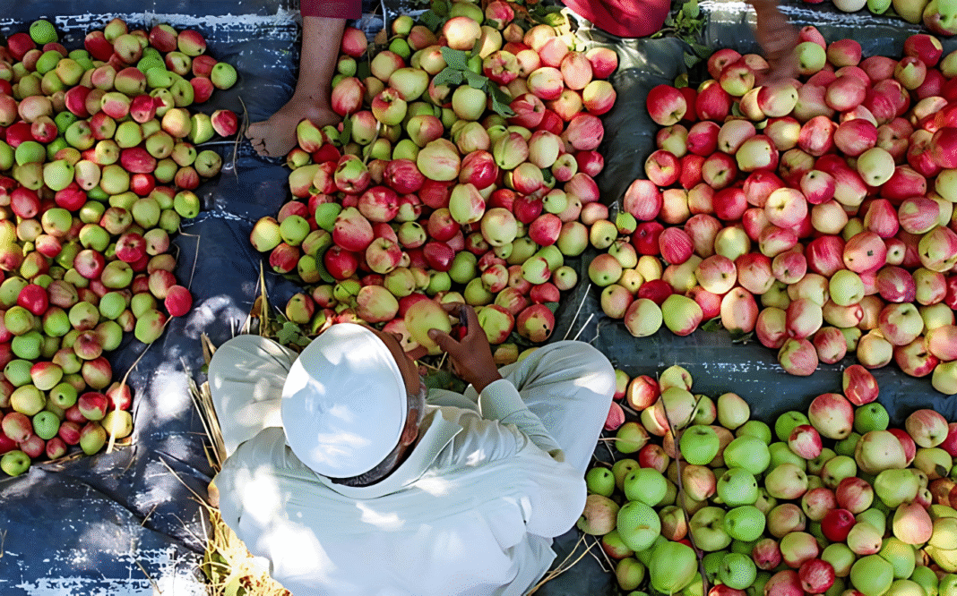 কাশ্মীরের আপেল পরিবহনে রেলমন্ত্রকের যুগান্তকারী সিদ্ধান্ত