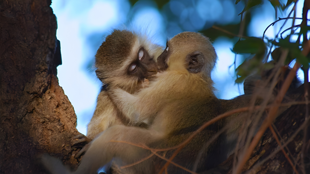 চুম্বনের ইতিহাস: ২ কোটি বছর আগে কীভাবে শুরু হয়েছিল বিশ্বের প্রথম চুমু