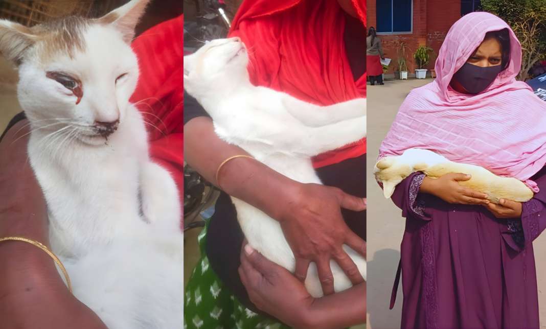 যশোরে মানবিকতা কোথায়? প্রতিবেশীর মারধরে আহত দুই বিড়াল, একটির মৃত্যু