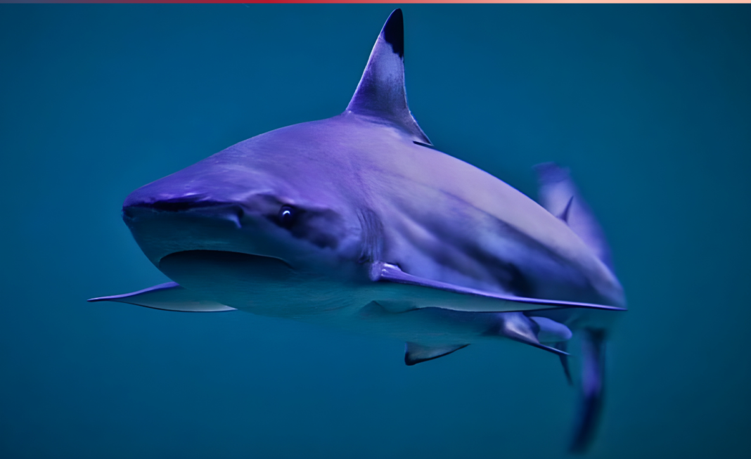 মানুষের কর্মকাণ্ডে ফোকলা হতে পারে হাঙর, নষ্ট হয়ে যেতে পারে ধারাল দাঁত