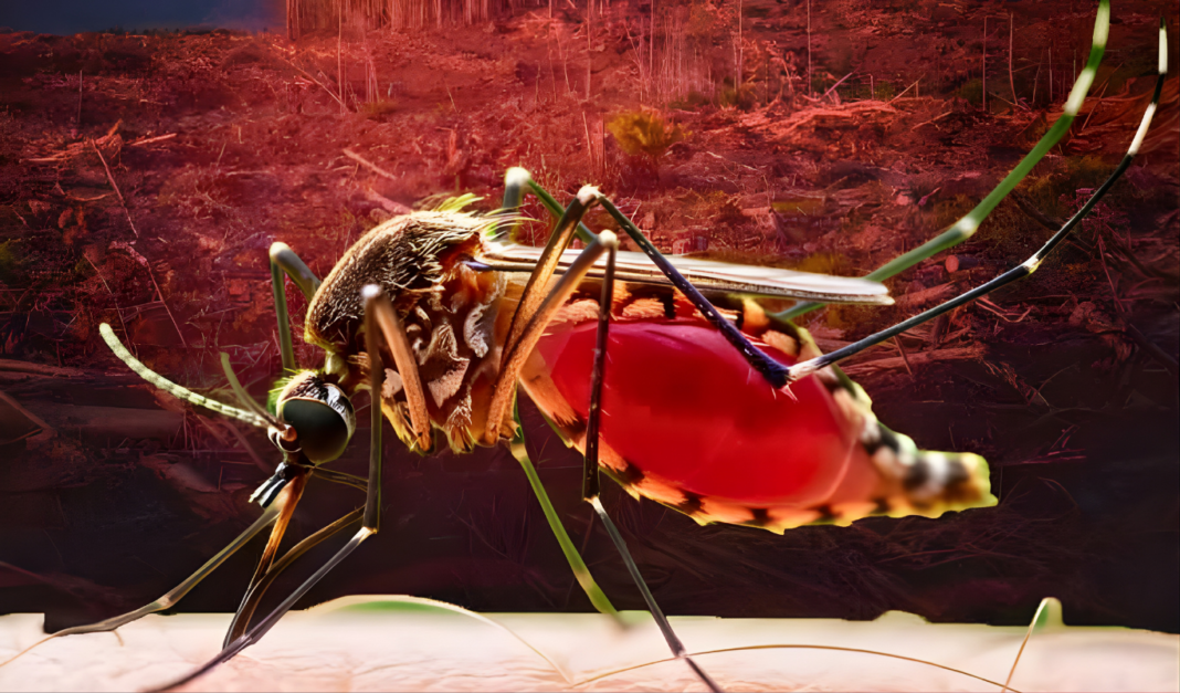 মশা আর মানুষের রক্ত: দায়ী কি আমরা নিজেরাই? ভয়ংকর গবেষণা রিপোর্ট