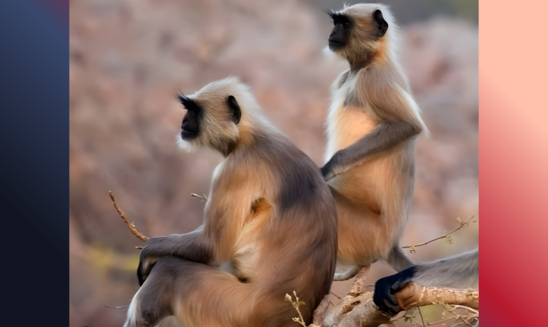 ভয়ংকর ঘটনা! বাঁদরের হাতে সদ্যোজাত, কুয়ো থেকে জীবিত উদ্ধার ২০ দিনের শিশু