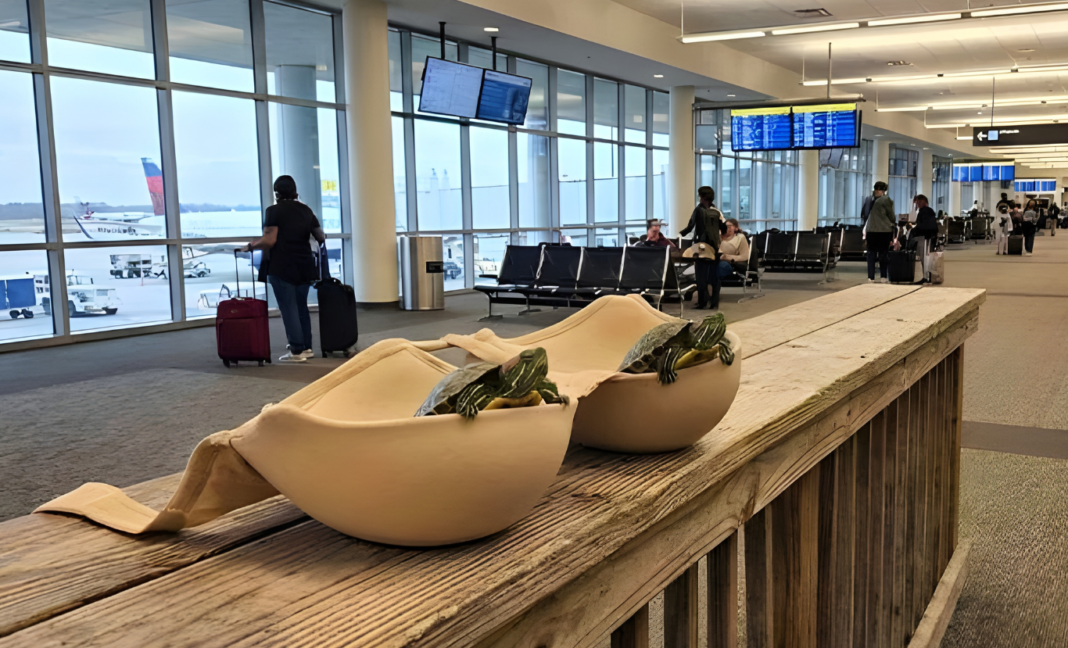 ব্রায়ের ভেতরে লুকোনো দুই কচ্ছপে তোলপাড় মায়ামি এয়ারপোর্ট