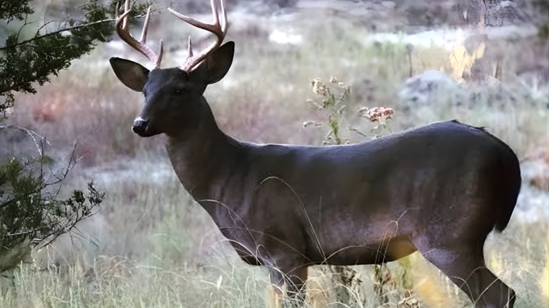 ভারতে প্রথম কালো হরিণের সন্ধান! দার্জিলিঙের জঙ্গলে মিলল বিরল মেলানিস্টিক বার্কিং ডিয়ার