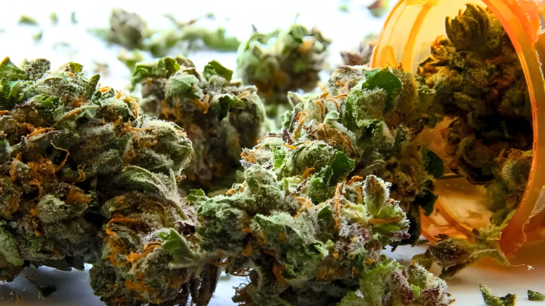 ব্যথা ও অনিদ্রার নতুন সমাধান? ভারতে দ্রুত বাড়ছে মেডিক্যাল ক্যানাবিসের ব্যবহার!