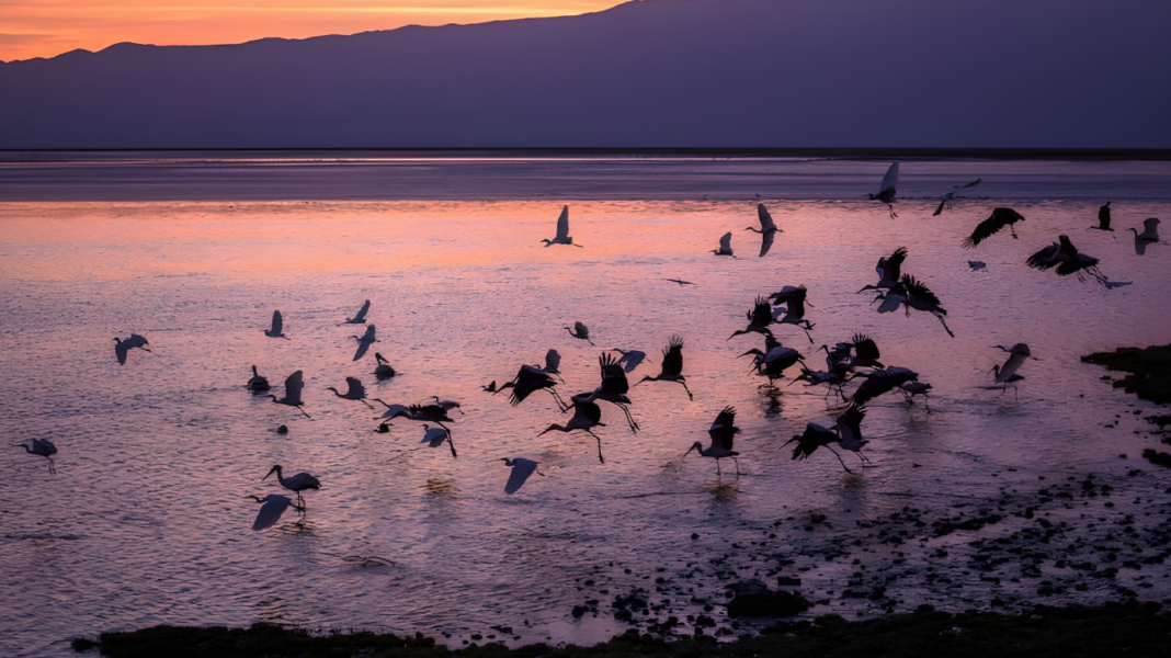 রহস্যে ঘেরা লাল জলের ন্যাট্রন হ্রদ: ছোঁয়া লাগলেই কি সত্যিই পাথর হয়ে যায় পাখি? Images 10000 02