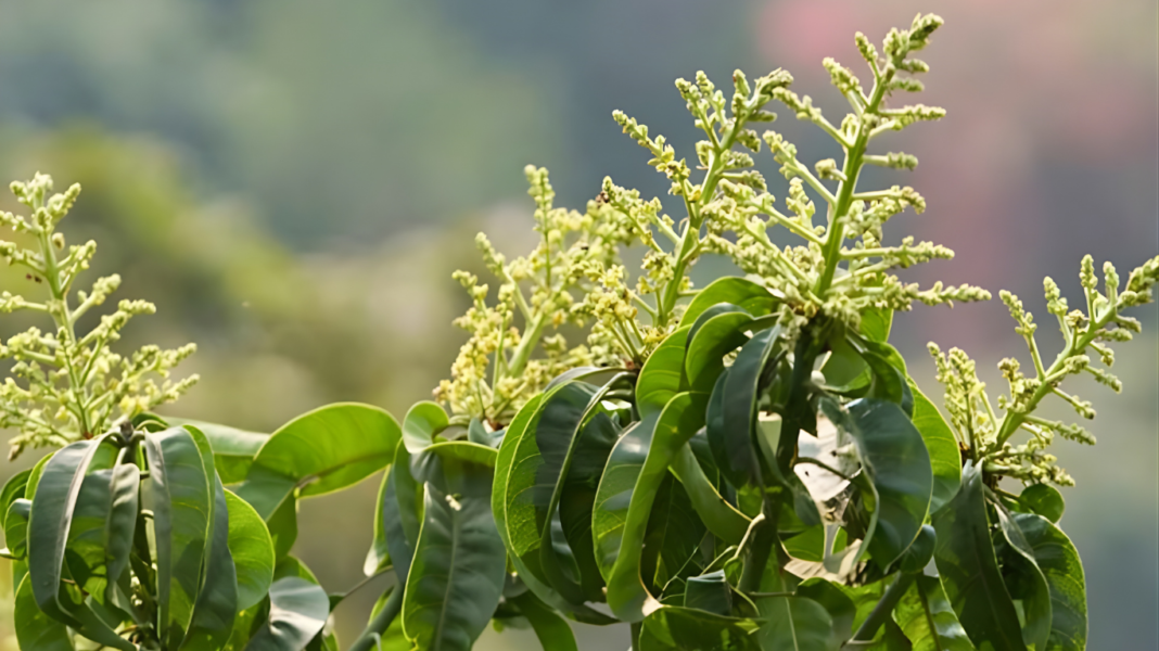 নির্ধারিত সময়ের আগেই আমগাছে মুকুল! কৃষকদের কপালে চিন্তার ভাঁজ কেন?