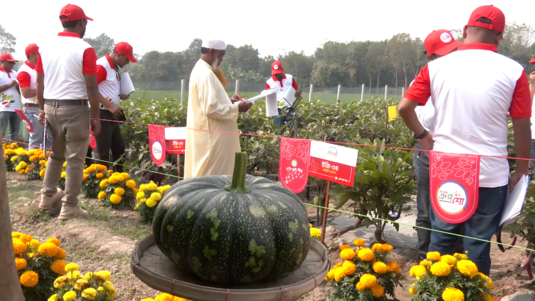 টমেটো থেকে কুমড়া—এক মাঠে ১২৯ জাতের সবজি! যশোরে নতুন কৃষি সম্ভাবনা