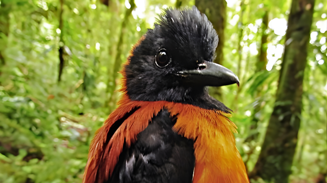 কমলা-কালো এই পাখিকে ছুঁলেই বিপদ! ভয়ংকর হুডেড পিটোহুই রহস্য