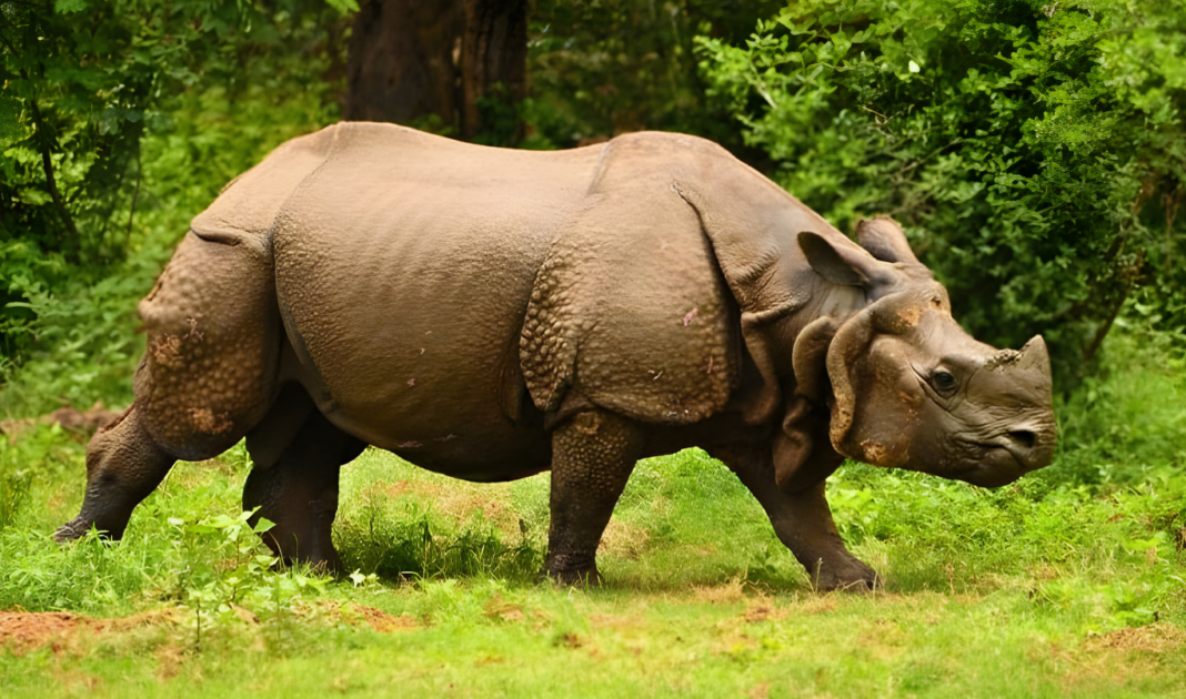 কাজিরাঙার বাইরেও একশৃঙ্গ গণ্ডার! ৩৫০০ বছর আগের চমকপ্রদ ভারতের ইতিহাস